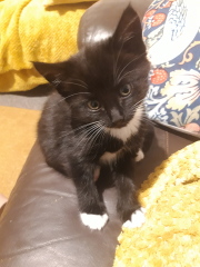 Kitten pics on a dreary Saturday 
