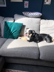 Anyone up for a 'My Dog POV' thread?