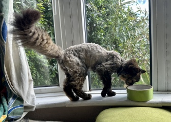 Very old cat, what is happening?