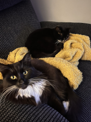 To get a third cat