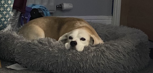 Update on prev thread about my dog in heart failure. Not good news.
