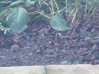 Are your garden birds AWOL?