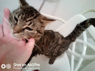 I need to bath my cat!