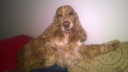 Do you get your dog groomed? 