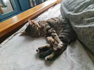 Help me name my beautiful new kitten