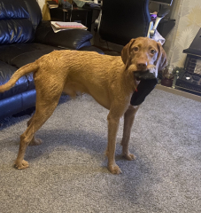 Anyone up for a 'My Dog POV' thread?