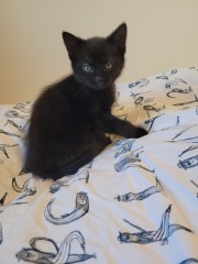 New kittens
