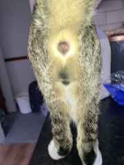 Please help me establish sex of my cat