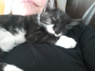 Kitten pics on a dreary Saturday 