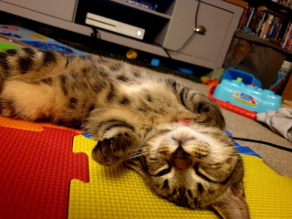 Kitten pics on a dreary Saturday 