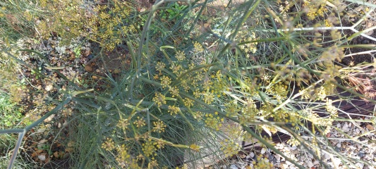Plant Identification please