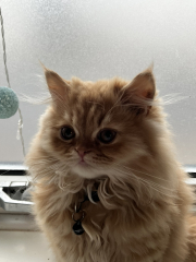 Kitten pics on a dreary Saturday 