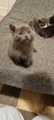 Kitten pics on a dreary Saturday 