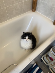 Can I tell you about my cat? 