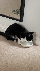DCat home after 10 weeks!