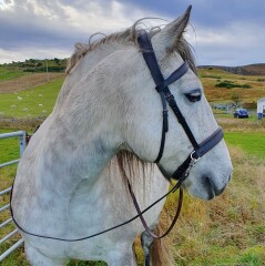 To feel sorry for people with horses?