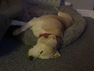 Update on prev thread about my dog in heart failure. Not good news.