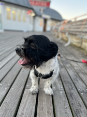 Dog stole a pork rib