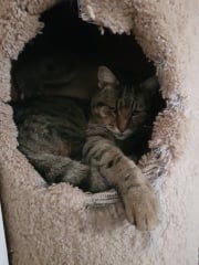 Thug cat part 4.  After all, it's not my Axminster.