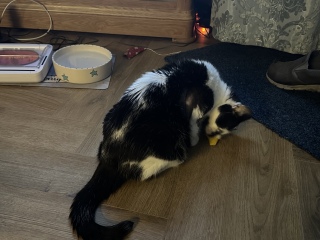 Harry, poorly boy