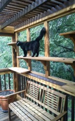 Shall I get another cat?