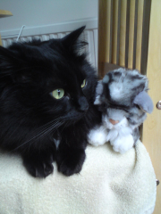 My Furbaby saved my life
