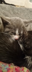 Is this cat pregnant?