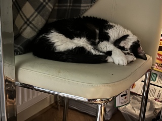 Harry, poorly boy