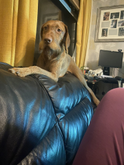 Anyone up for a 'My Dog POV' thread?
