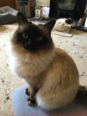 Would like to get a cat - have questions about litter trays and outside access 