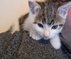 The adventures of Peppa and soon to be Bingo