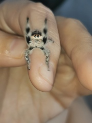 Did anyone get that big £30 spider skeleton from Asda? 