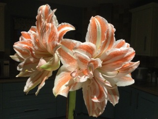 Who'd like an Amaryllis (Hippeastrum) thread?