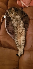My Cat has been missing 2 days - Any more ideas on what I can do?