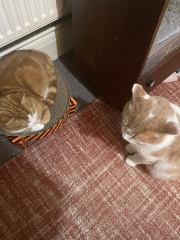 These are not my cats-honest!