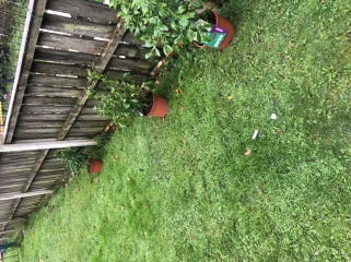 Is this a daft idea ? (New gardener)