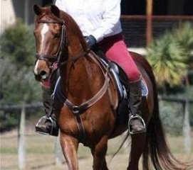 To feel sorry for people with horses?