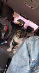 Dog stole a pork rib