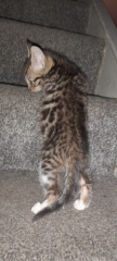Newbie cat owners