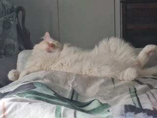 How much does your cat weigh? Do you think it's too much, too little or just right? :)