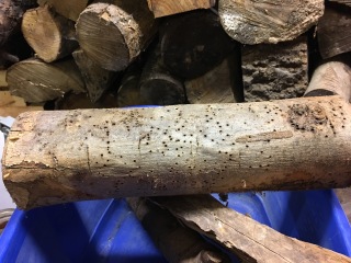 Woodworm help - outside (with pics)