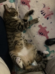 Please help me establish sex of my cat