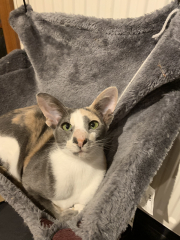 Cats and Christmas trees.