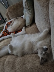 Kitten pics on a dreary Saturday 