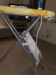 Teddy the Terror, 15 weeks old when can we neuter (pics)!