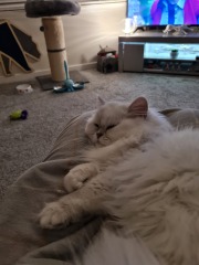 Kitten pics on a dreary Saturday 