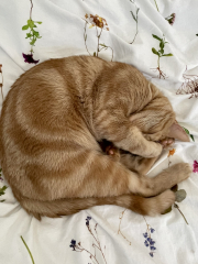 Baby boy being neutered today - what to expect?