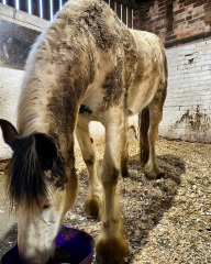 To feel sorry for people with horses?