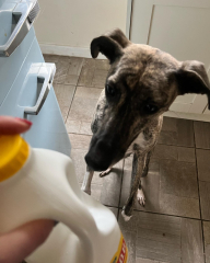 Anyone up for a 'My Dog POV' thread?