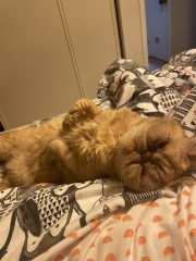 Naughty Cheddar!